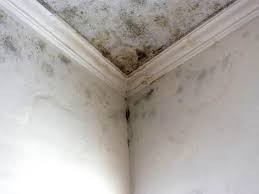 Best Mold Documentation for Insurance Claims  in Palmview South, TX