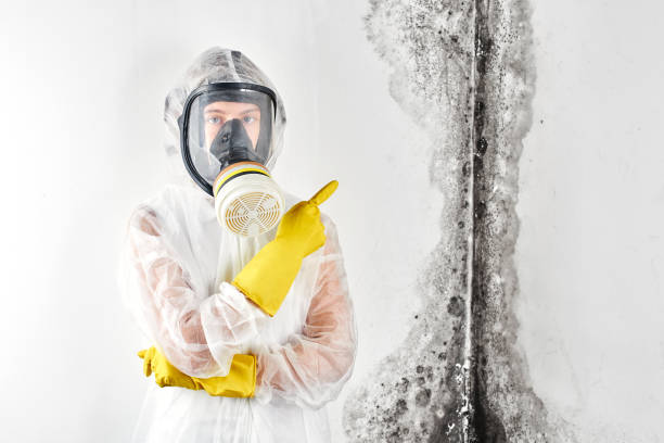 Best Biohazard Mold Removal  in Palmview South, TX