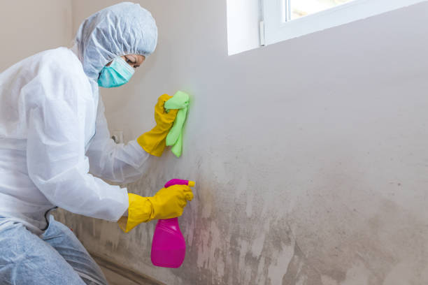 Why You Should Choose Our Mold Remediation Services in Palmview South, TX